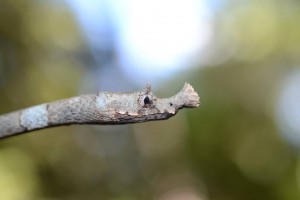 An astounding leaf-nosed snake.