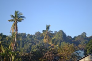 A glimpse of the extraordinary forest that remains, which supports extraordinary biodiversity.