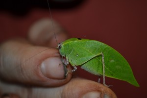 A very cool little bug we found fluttering on the dinner table one night. 