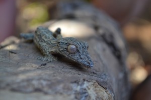 A leaf-tailed gecko: world’s coolest animal?!