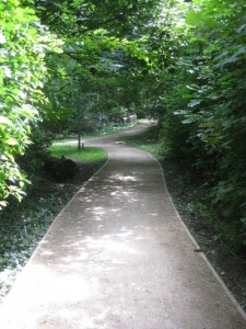 The Millennium Oak Walk as covered on a ‘Plants and People’ field trip.