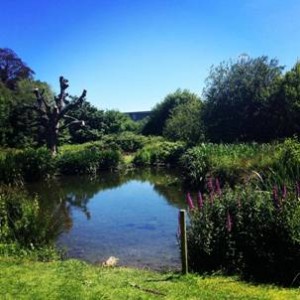 The ‘secret lake’ on UCD campus