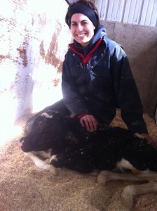 vet with calf