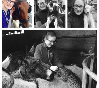 “Drink coffee, it’s good for you” – the final year of Veterinary Medicine