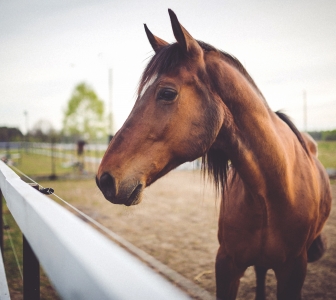 On the Road! The Veterinary Equine Clinical Medicine Rotation