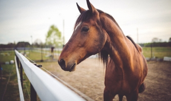 On the Road! The Veterinary Equine Clinical Medicine Rotation