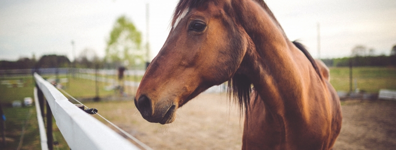 On the Road! The Veterinary Equine Clinical Medicine Rotation