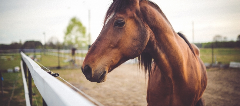 On the Road! The Veterinary Equine Clinical Medicine Rotation